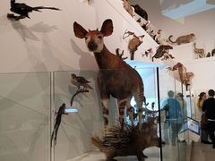 -墨尔本博物馆(Melbourne Museum)