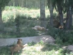 -新疆天山野生动物园