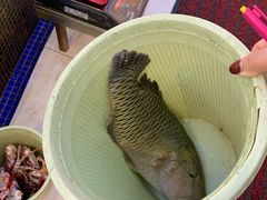 苏眉鱼-欢乐海岸美食联盟