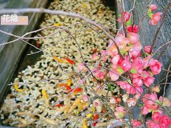 -花隐·美芙炫海菲秀皮肤管理中心