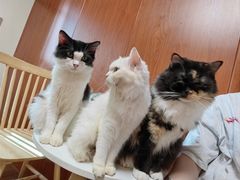 -楼上猫咖(罗湖店)