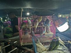 -中环花鸟鱼虫市场