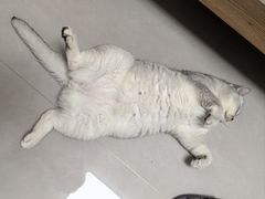 -美联众合动物医院·24h转诊中心