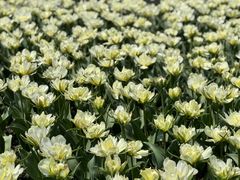 -上海鲜花港