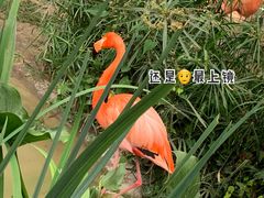 -成都动物园