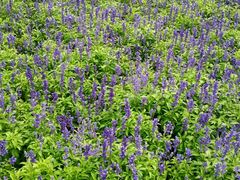 -辛玛王国游乐园