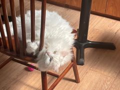 -有猫主题·治愈系猫咖(曾厝垵店)