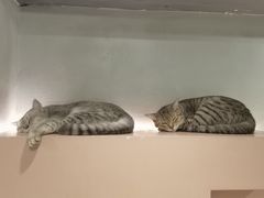 -猫儿山۰猫主题餐厅