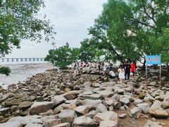 -宝安西湾红树林湿地公园