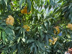 -老袁家蜜桃农场·阳山水蜜桃