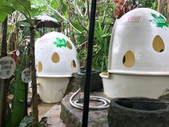 -100蛋泥浆浴