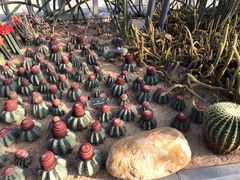-深圳仙湖植物园-停车场