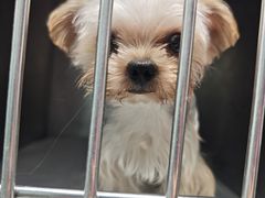 -严国平动物医院(德政总院)