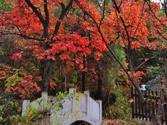 -阳台山自然风景区