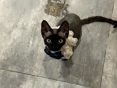 -楼上猫咖(罗湖店)