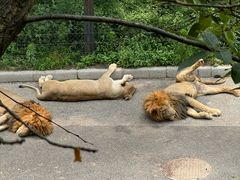 -大连森林动物园