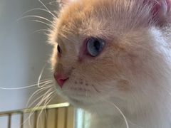 -喵喵咪呀布偶猫咖(春熙路店)