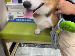 -瑞鹏宠物医院·骨外科·心肾科·肿瘤科(九亭店)