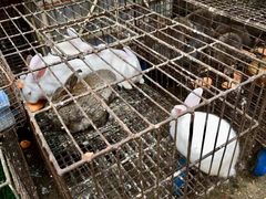 小兔子-桥西市场(环城西路)