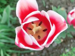 -百美汇影城(LUXE嘉里中心店)