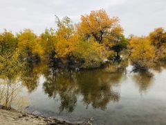-金塔沙漠胡杨林景区
