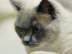 -鼓捣猫呢主题猫咖店