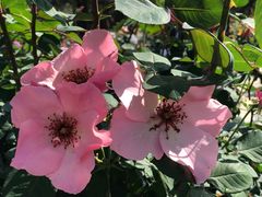 -人民公园(罗湖区)