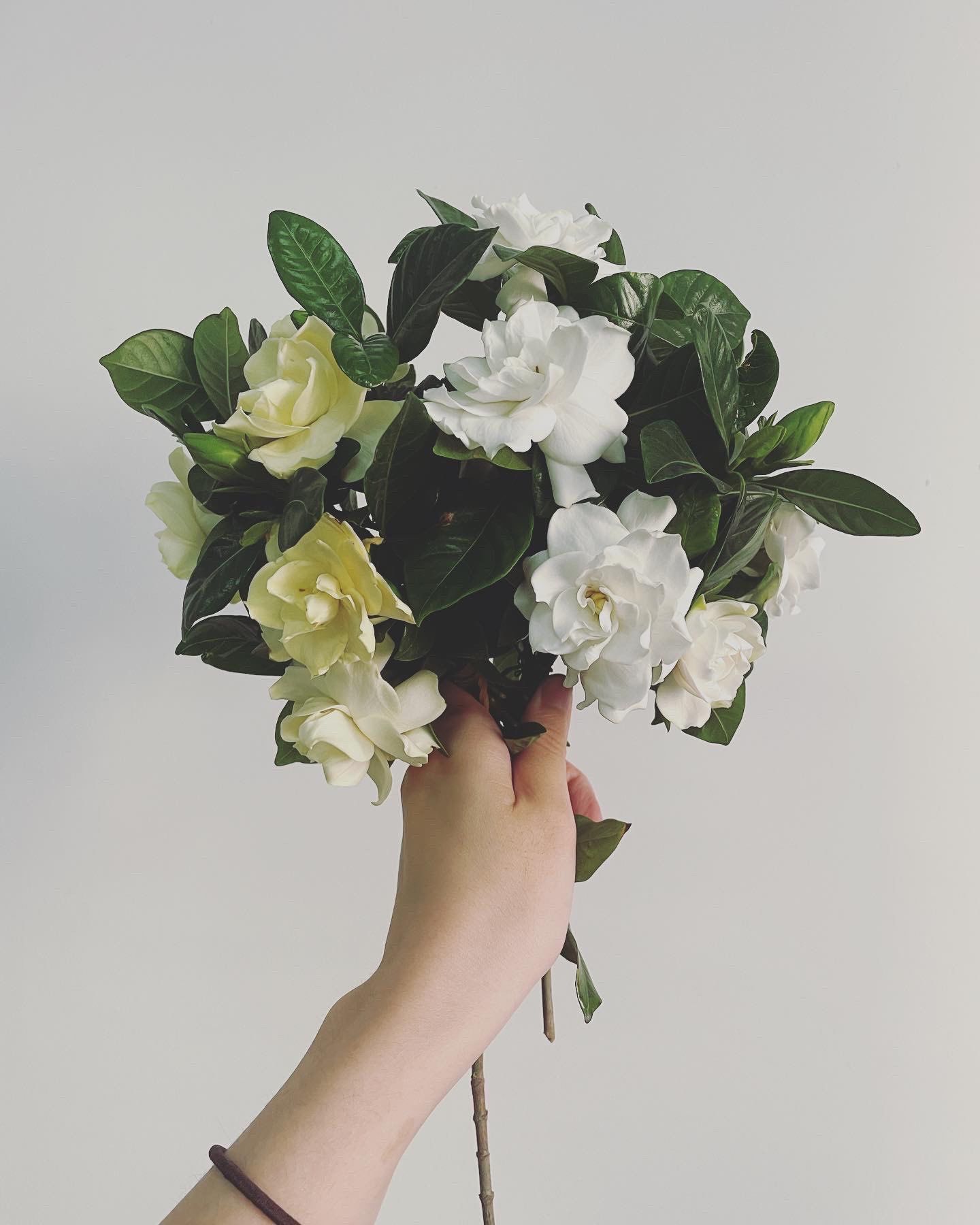 自己种的栀子花 做成花束98