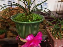-金陵花卉交易市场
