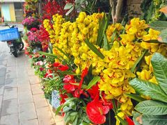 -溪岸路花鸟市场