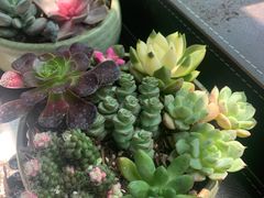 -双季花艺园艺市场(浦东店)