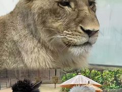 -大连森林动物园