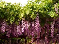 -嘉定紫藤园
