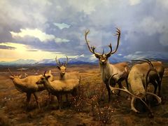 -美国自然历史博物馆