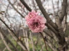 -天适樱花悠乐园