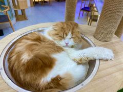 -喵园·猫主题咖啡厅·撸猫·猫咖(国贸店)