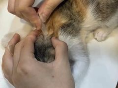 -瑞派动物医院·绝育·犬猫全科·预防医学(光景江南中店)