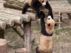 -都江堰中华大熊猫苑