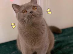 -猫大福·Fortune Cat猫舍(百子湾店)