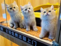 -欣宠猫屋·矮脚拿破仑·蓝金金渐层