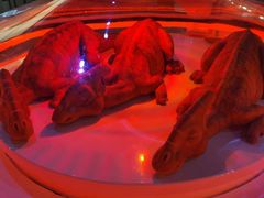 -侏罗纪世界电影特展(广州站)