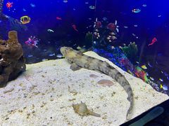 -芜湖新华联大白鲸海洋公园