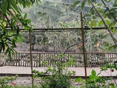 -莫里热带雨林景区