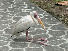 -吉隆坡雀鸟公园