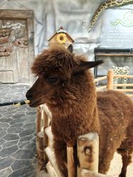 -Zoolung Zoolung动物主题公园(海信广场店)