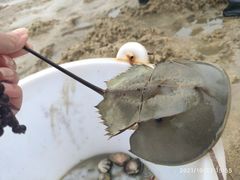 -北海金海湾红树林生态旅游区