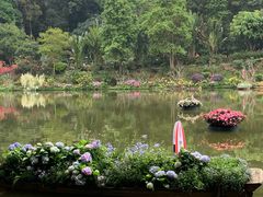 -深圳仙湖植物园