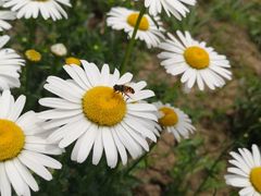 -金卉庄园