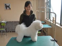 -优缇多格专业宠物美容师培训学校