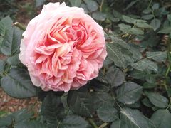 -人民公园(罗湖区)